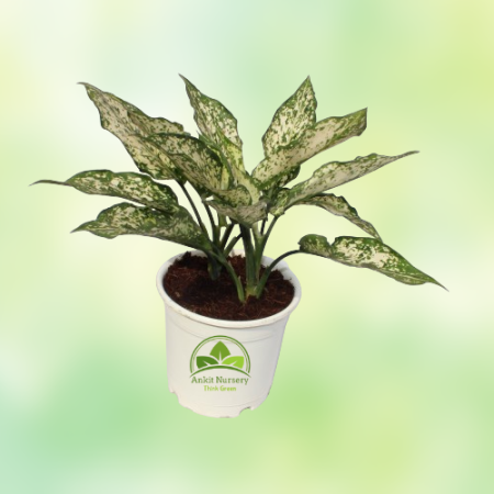 Aglaonema Snow White Plant - Home -  - Corporate Office - Plants On Rent - Best Plant Nursery in Noida - Indoor Plants - Vertica