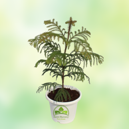 Araucaria Plant - Home -  - Corporate Office - Plants On Rent - Best Plant Nursery in Noida - Indoor Plants - Vertical Garden La