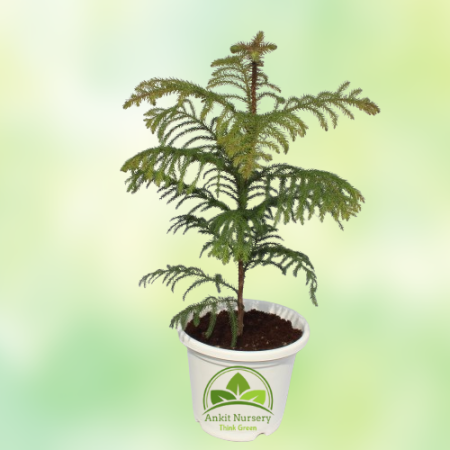 Araucaria Plant - Home -  - Corporate Office - Plants On Rent - Best Plant Nursery in Noida - Indoor Plants - Vertical Garden La