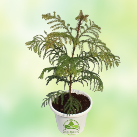 Araucaria Plant - Home -  - Corporate Office - Plants On Rent - Best Plant Nursery in Noida - Indoor Plants - Vertical Garden La