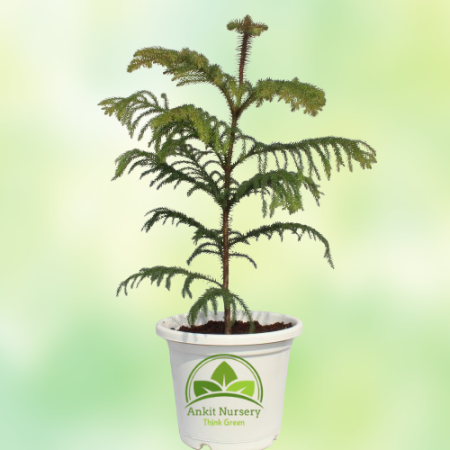 Araucaria Plant - Home -  - Corporate Office - Plants On Rent - Best Plant Nursery in Noida - Indoor Plants - Vertical Garden La