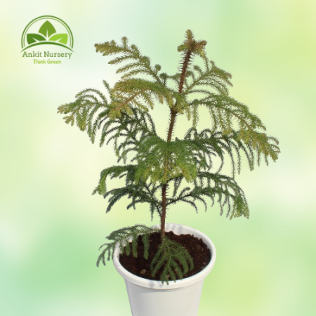 Araucaria Plant - Home -  - Corporate Office - Plants On Rent - Best Plant Nursery in Noida - Indoor Plants - Vertical Garden La