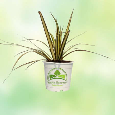 Colorama (Spider) Plant - Home -  - Corporate Office - Plants On Rent - Best Plant Nursery in Noida - Indoor Plants - Vertical G