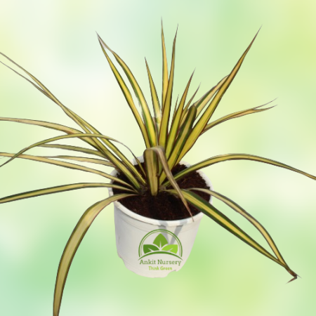 Colorama (Spider) Plant - Home -  - Corporate Office - Plants On Rent - Best Plant Nursery in Noida - Indoor Plants - Vertical G