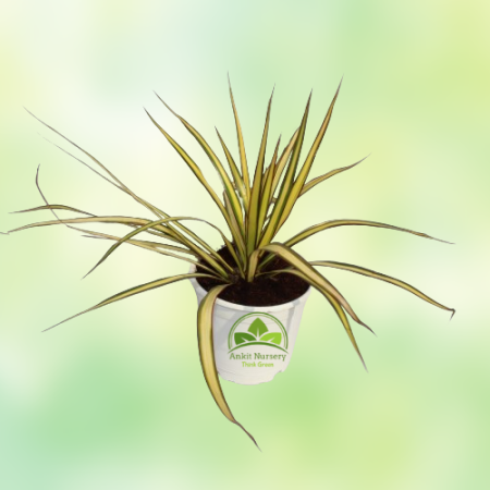 Colorama (Spider) Plant - Home -  - Corporate Office - Plants On Rent - Best Plant Nursery in Noida - Indoor Plants - Vertical G