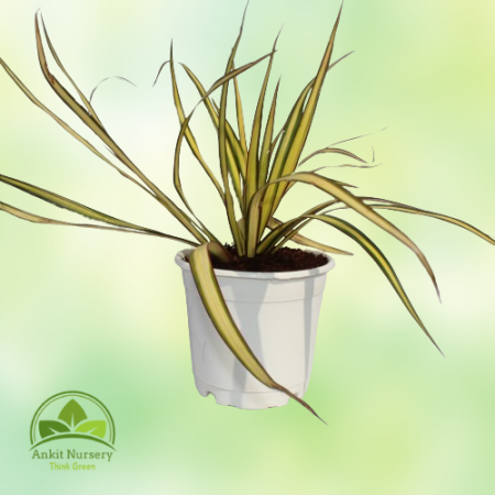 Colorama (Spider) Plant - Home -  - Corporate Office - Plants On Rent - Best Plant Nursery in Noida - Indoor Plants - Vertical G