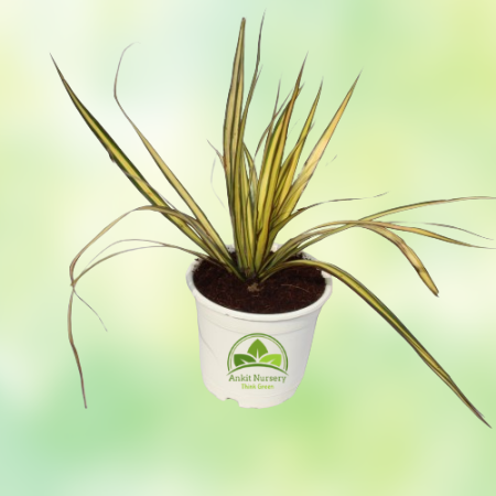 Colorama (Spider) Plant - Home -  - Corporate Office - Plants On Rent - Best Plant Nursery in Noida - Indoor Plants - Vertical G