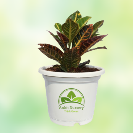 Croton Petra With Pot - Home -  - Corporate Office - Plants On Rent - Best Plant Nursery in Noida - Indoor Plants - Vertical Gar