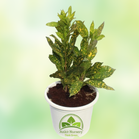 Croton Yellow Plant - Home -  - Corporate Office - Plants On Rent - Best Plant Nursery in Noida - Indoor Plants - Vertical Garde