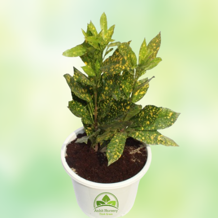 Croton Yellow Plant - Home -  - Corporate Office - Plants On Rent - Best Plant Nursery in Noida - Indoor Plants - Vertical Garde