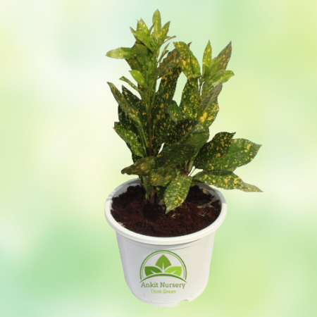 Croton Yellow Plant - Home -  - Corporate Office - Plants On Rent - Best Plant Nursery in Noida - Indoor Plants - Vertical Garde