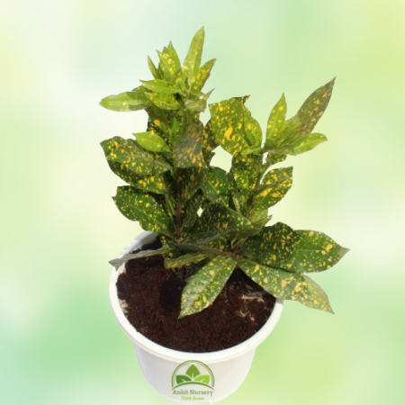 Croton Yellow Plant - Home -  - Corporate Office - Plants On Rent - Best Plant Nursery in Noida - Indoor Plants - Vertical Garde