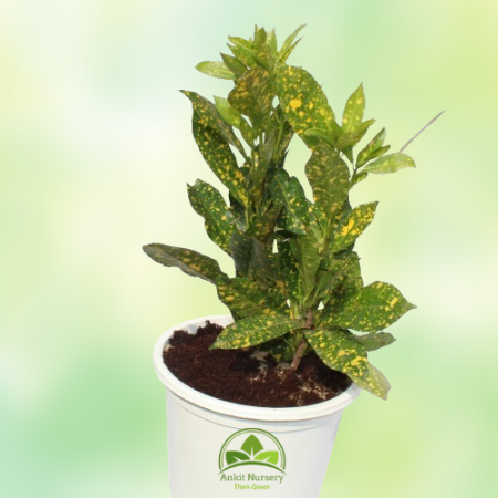 Croton Yellow Plant - Home -  - Corporate Office - Plants On Rent - Best Plant Nursery in Noida - Indoor Plants - Vertical Garde