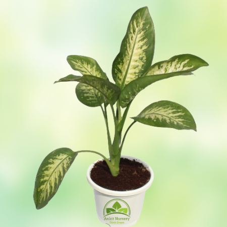 Dieffen-Bachia Plant - Home -  - Corporate Office - Plants On Rent - Best Plant Nursery in Noida - Indoor Plants - Vertical Gard