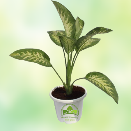 Dieffen-Bachia Plant - Home -  - Corporate Office - Plants On Rent - Best Plant Nursery in Noida - Indoor Plants - Vertical Gard