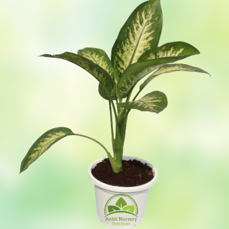 Dieffen-Bachia Plant - Home -  - Corporate Office - Plants On Rent - Best Plant Nursery in Noida - Indoor Plants - Vertical Gard