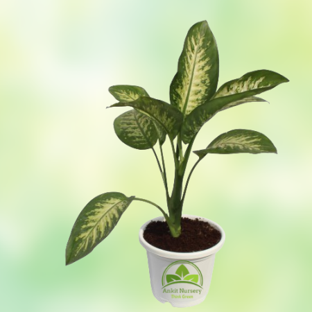 Dieffen-Bachia Plant - Home -  - Corporate Office - Plants On Rent - Best Plant Nursery in Noida - Indoor Plants - Vertical Gard