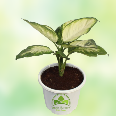 Dieffen-Bachia Plant New Variety - Home -  - Corporate Office - Plants On Rent - Best Plant Nursery in Noida - Indoor Plants - V