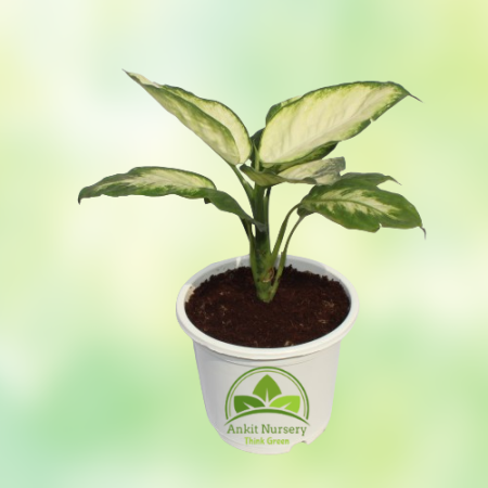 Dieffen-Bachia Plant New Variety - Home -  - Corporate Office - Plants On Rent - Best Plant Nursery in Noida - Indoor Plants - V