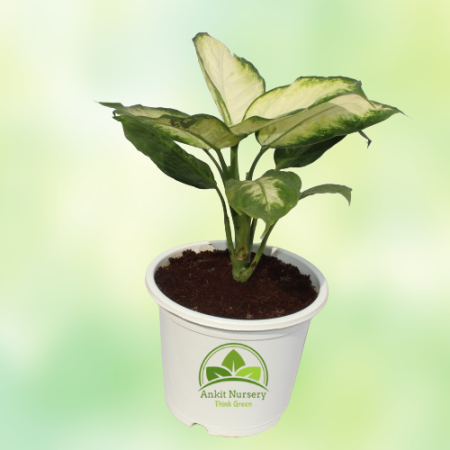 Dieffen-Bachia Plant New Variety - Home -  - Corporate Office - Plants On Rent - Best Plant Nursery in Noida - Indoor Plants - V