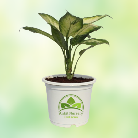 Dieffen-Bachia Plant New Variety - Home -  - Corporate Office - Plants On Rent - Best Plant Nursery in Noida - Indoor Plants - V