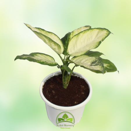 Dieffen-Bachia Plant New Variety - Home -  - Corporate Office - Plants On Rent - Best Plant Nursery in Noida - Indoor Plants - V