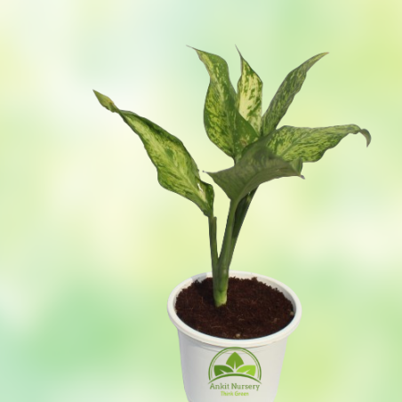 Dieffen Bachia Plant With Pot - Home -  - Corporate Office - Plants On Rent - Best Plant Nursery in Noida - Indoor Plants - Vert