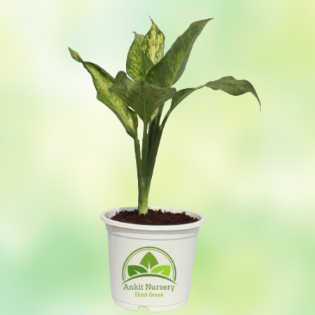 Dieffen Bachia Plant With Pot - Home -  - Corporate Office - Plants On Rent - Best Plant Nursery in Noida - Indoor Plants - Vert