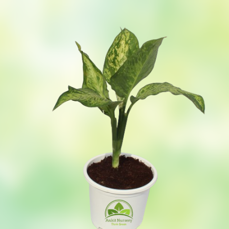 Dieffen Bachia Plant With Pot - Home -  - Corporate Office - Plants On Rent - Best Plant Nursery in Noida - Indoor Plants - Vert