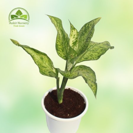 Dieffen Bachia Plant With Pot - Home -  - Corporate Office - Plants On Rent - Best Plant Nursery in Noida - Indoor Plants - Vert