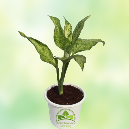 Dieffen Bachia Plant With Pot - Home -  - Corporate Office - Plants On Rent - Best Plant Nursery in Noida - Indoor Plants - Vert