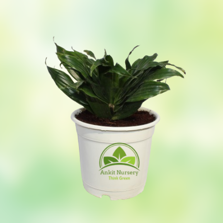 Dracaena Compacta Plant - Home -  - Corporate Office - Plants On Rent - Best Plant Nursery in Noida - Indoor Plants - Vertical G