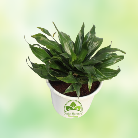 Dracaena Compacta Plant - Home -  - Corporate Office - Plants On Rent - Best Plant Nursery in Noida - Indoor Plants - Vertical G