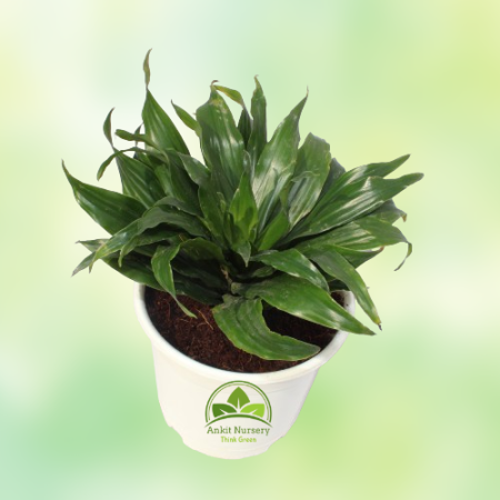 Dracaena Compacta Plant - Home -  - Corporate Office - Plants On Rent - Best Plant Nursery in Noida - Indoor Plants - Vertical G