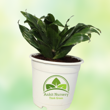 Dracaena Compacta Plant - Home -  - Corporate Office - Plants On Rent - Best Plant Nursery in Noida - Indoor Plants - Vertical G