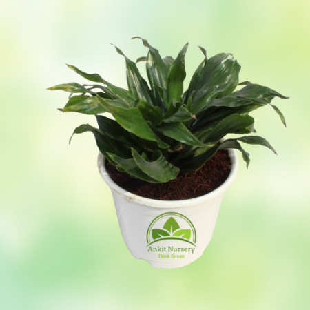 Dracaena Compacta Plant - Home -  - Corporate Office - Plants On Rent - Best Plant Nursery in Noida - Indoor Plants - Vertical G