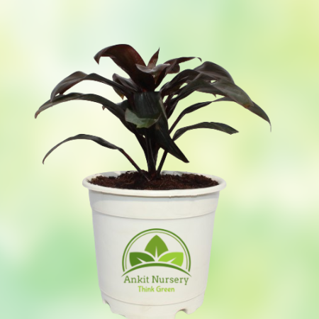 Dracaena Red Plant - Home -  - Corporate Office - Plants On Rent - Best Plant Nursery in Noida - Indoor Plants - Vertical Garden