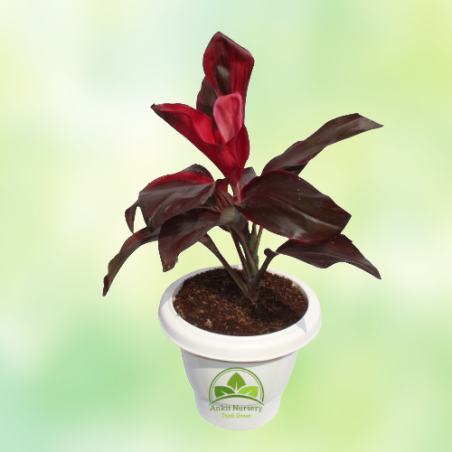 Dracaena Rosea Plant - Home -  - Corporate Office - Plants On Rent - Best Plant Nursery in Noida - Indoor Plants - Vertical Gard