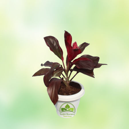 Dracaena Rosea Plant - Home -  - Corporate Office - Plants On Rent - Best Plant Nursery in Noida - Indoor Plants - Vertical Gard