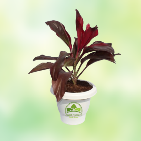 Dracaena Rosea Plant - Home -  - Corporate Office - Plants On Rent - Best Plant Nursery in Noida - Indoor Plants - Vertical Gard