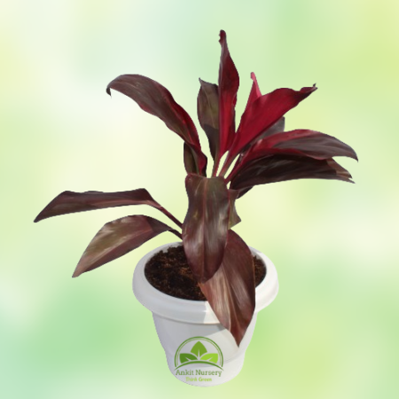 Dracaena Rosea Plant - Home -  - Corporate Office - Plants On Rent - Best Plant Nursery in Noida - Indoor Plants - Vertical Gard