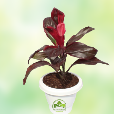 Dracaena Rosea Plant - Home -  - Corporate Office - Plants On Rent - Best Plant Nursery in Noida - Indoor Plants - Vertical Gard