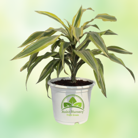 Dracaena Victoria Plant - Home -  - Corporate Office - Plants On Rent - Best Plant Nursery in Noida - Indoor Plants - Vertical G