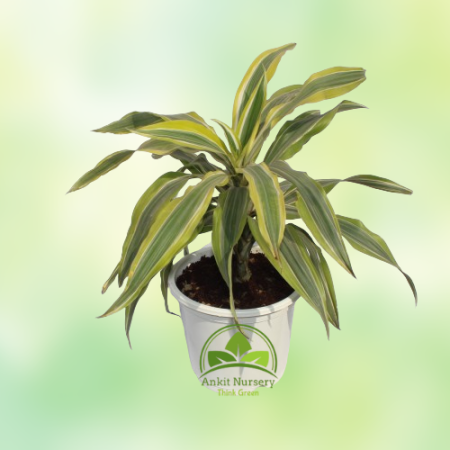 Dracaena Victoria Plant - Home -  - Corporate Office - Plants On Rent - Best Plant Nursery in Noida - Indoor Plants - Vertical G