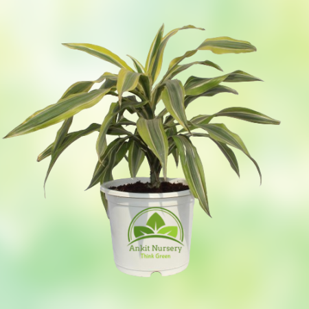 Dracaena Victoria Plant - Home -  - Corporate Office - Plants On Rent - Best Plant Nursery in Noida - Indoor Plants - Vertical G