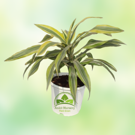 Dracaena Victoria Plant - Home -  - Corporate Office - Plants On Rent - Best Plant Nursery in Noida - Indoor Plants - Vertical G