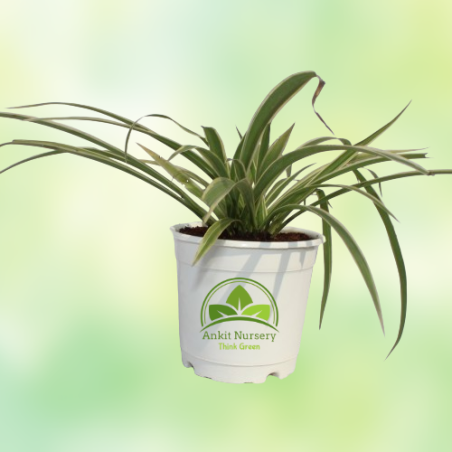 Dracaena Plant With Pot - Home -  - Corporate Office - Plants On Rent - Best Plant Nursery in Noida - Indoor Plants - Vertical G