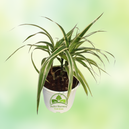 Dracaena Plant With Pot - Home -  - Corporate Office - Plants On Rent - Best Plant Nursery in Noida - Indoor Plants - Vertical G