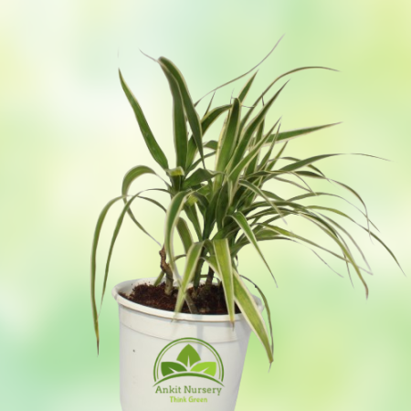 Dracaena Plant With Pot - Home -  - Corporate Office - Plants On Rent - Best Plant Nursery in Noida - Indoor Plants - Vertical G