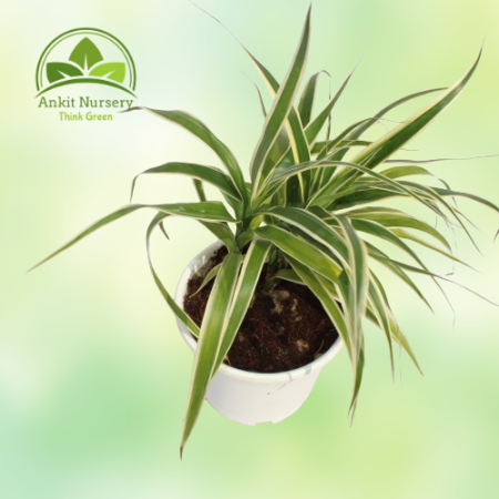 Dracaena Plant With Pot - Home -  - Corporate Office - Plants On Rent - Best Plant Nursery in Noida - Indoor Plants - Vertical G